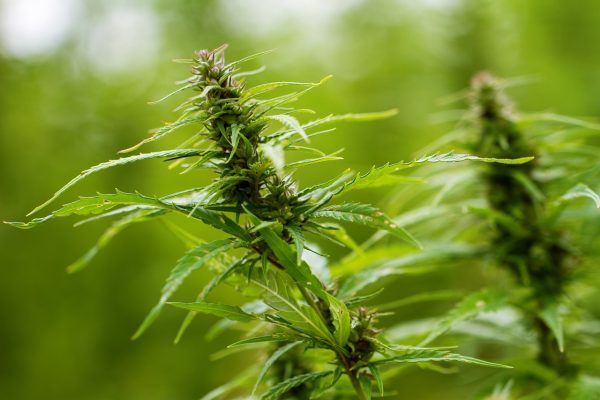 Hvordan dyrke cannabisfrø
